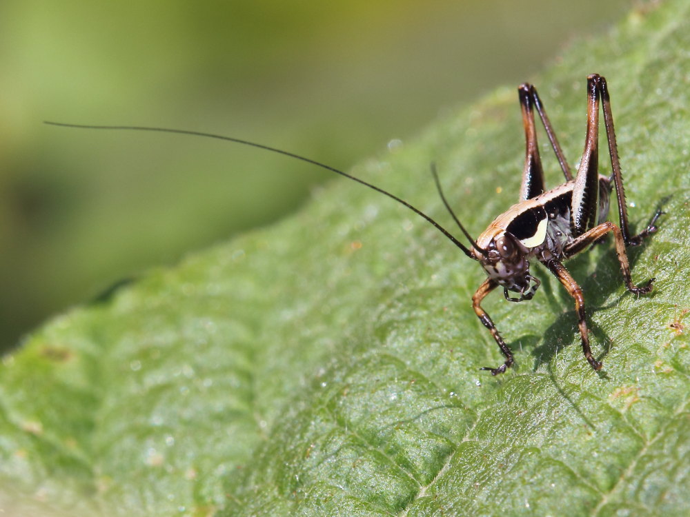 Tettigoniidae:  cfr.  Eupholidoptera sp.