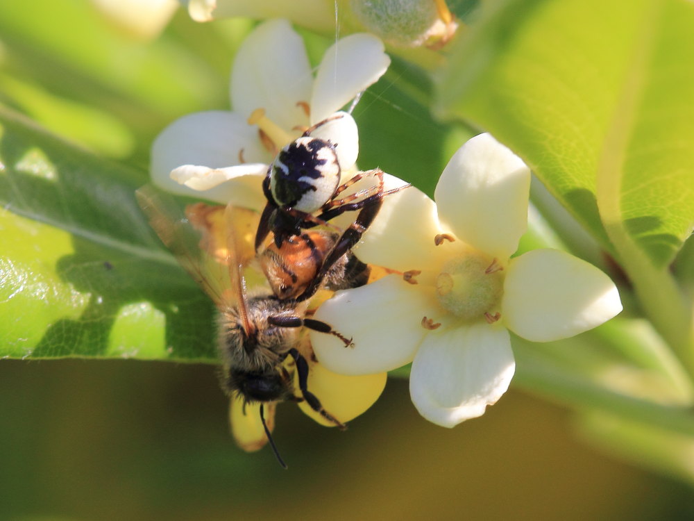Synema globosum in azione