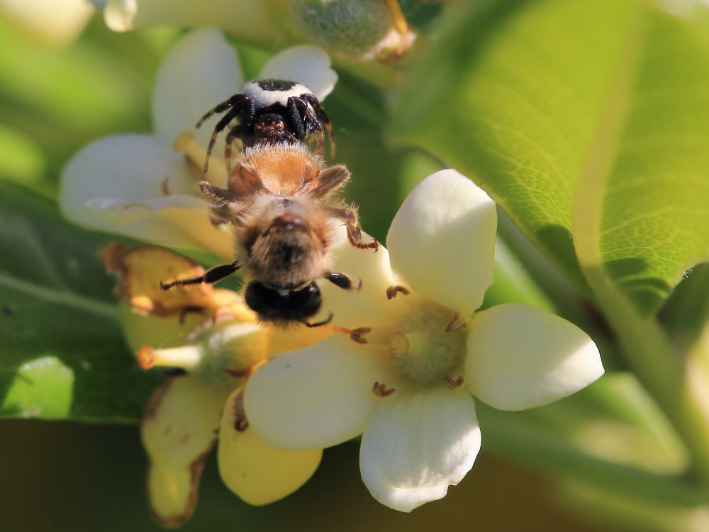 Synema globosum in azione