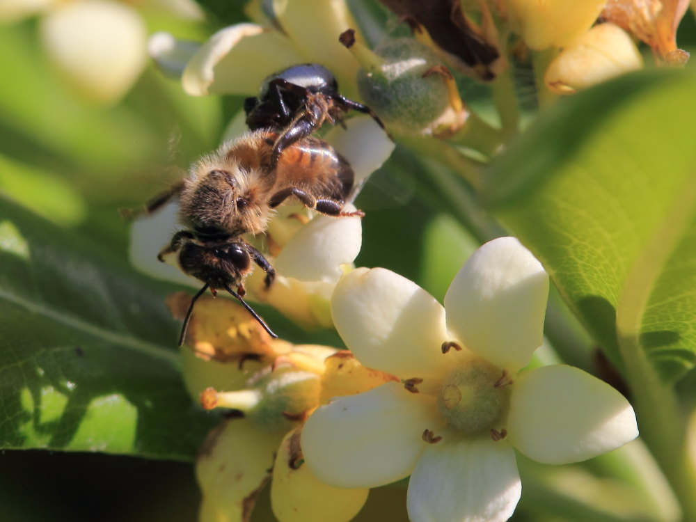 Synema globosum in azione