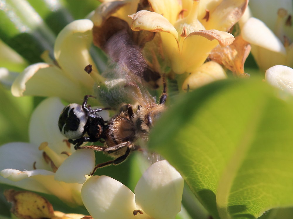 Synema globosum in azione