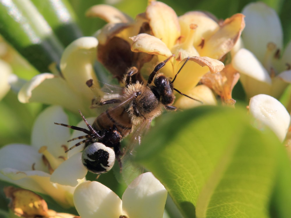 Synema globosum in azione