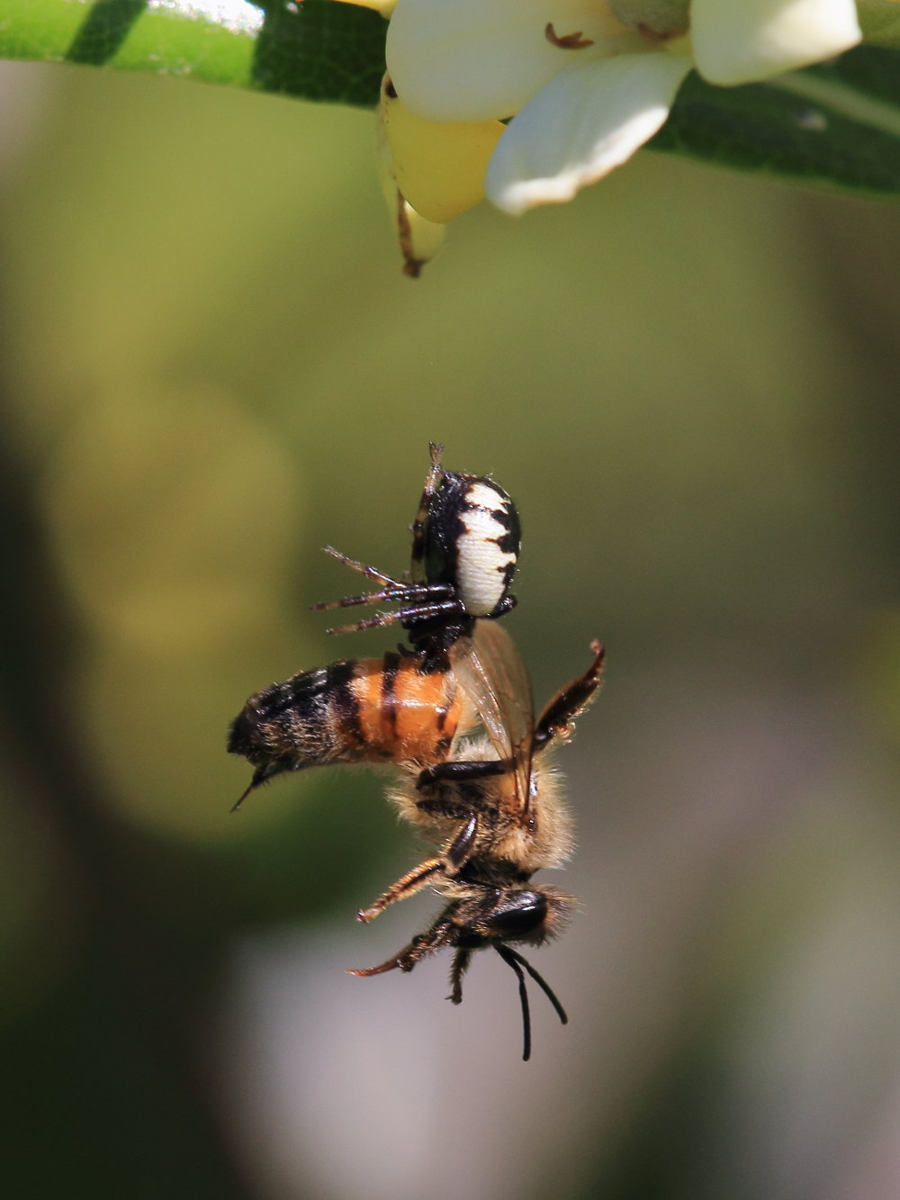 Synema globosum in azione