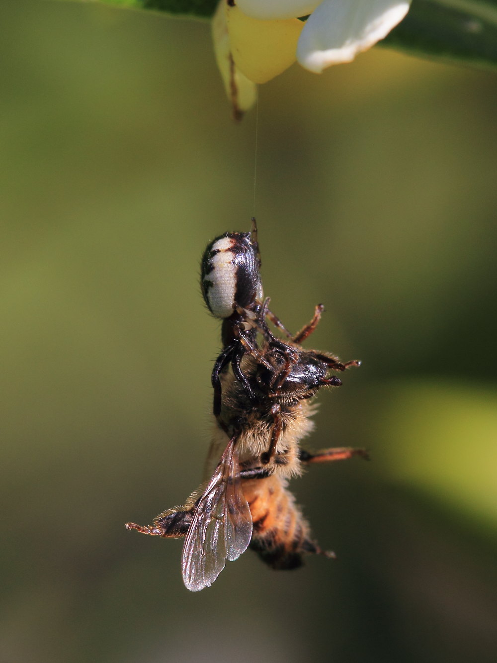 Synema globosum in azione