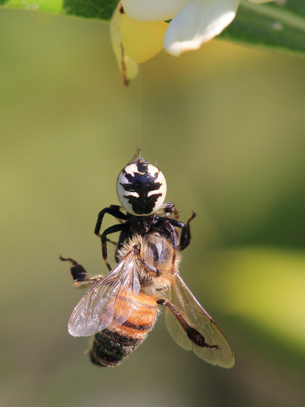 Synema globosum in azione