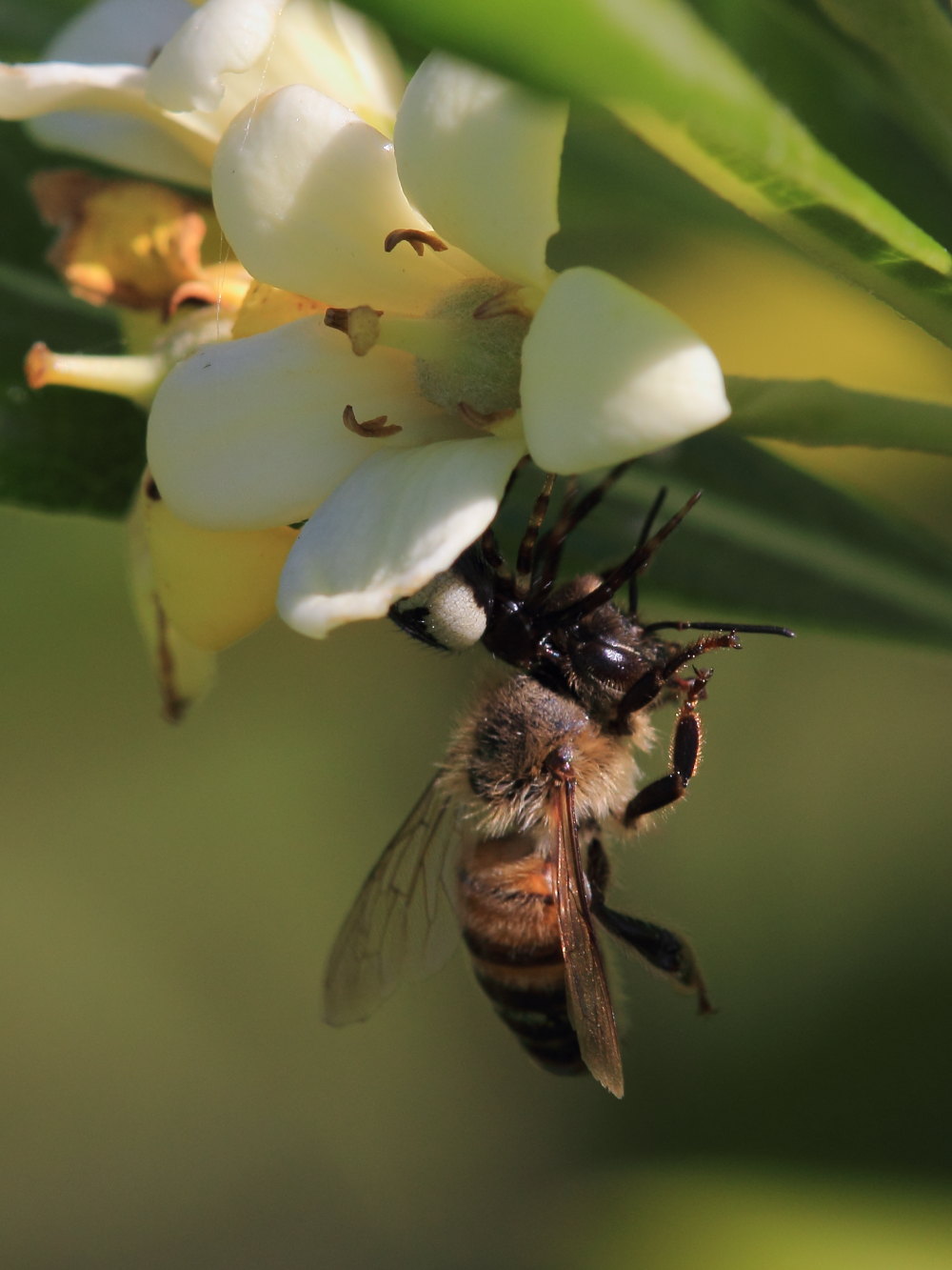Synema globosum in azione