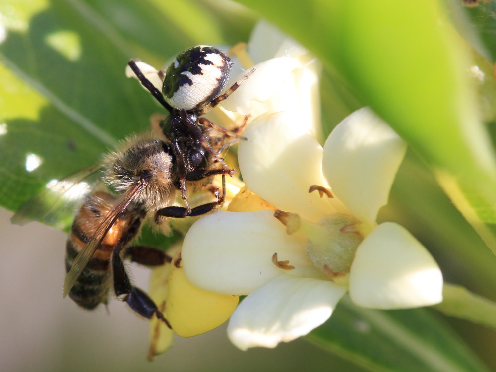 Synema globosum in azione