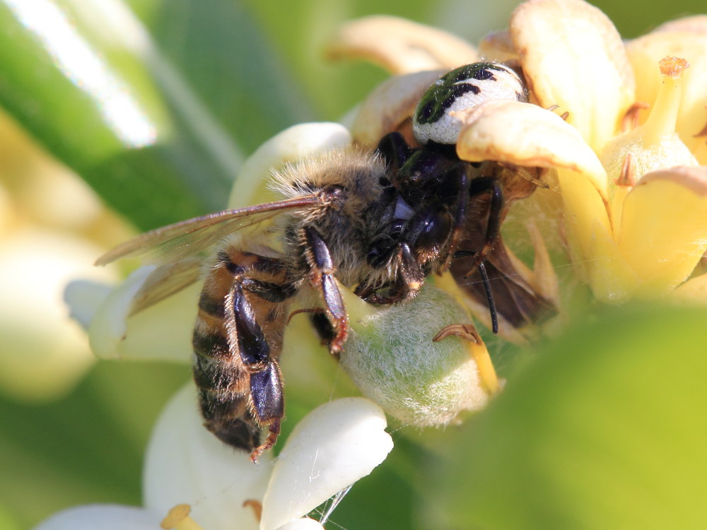 Synema globosum in azione