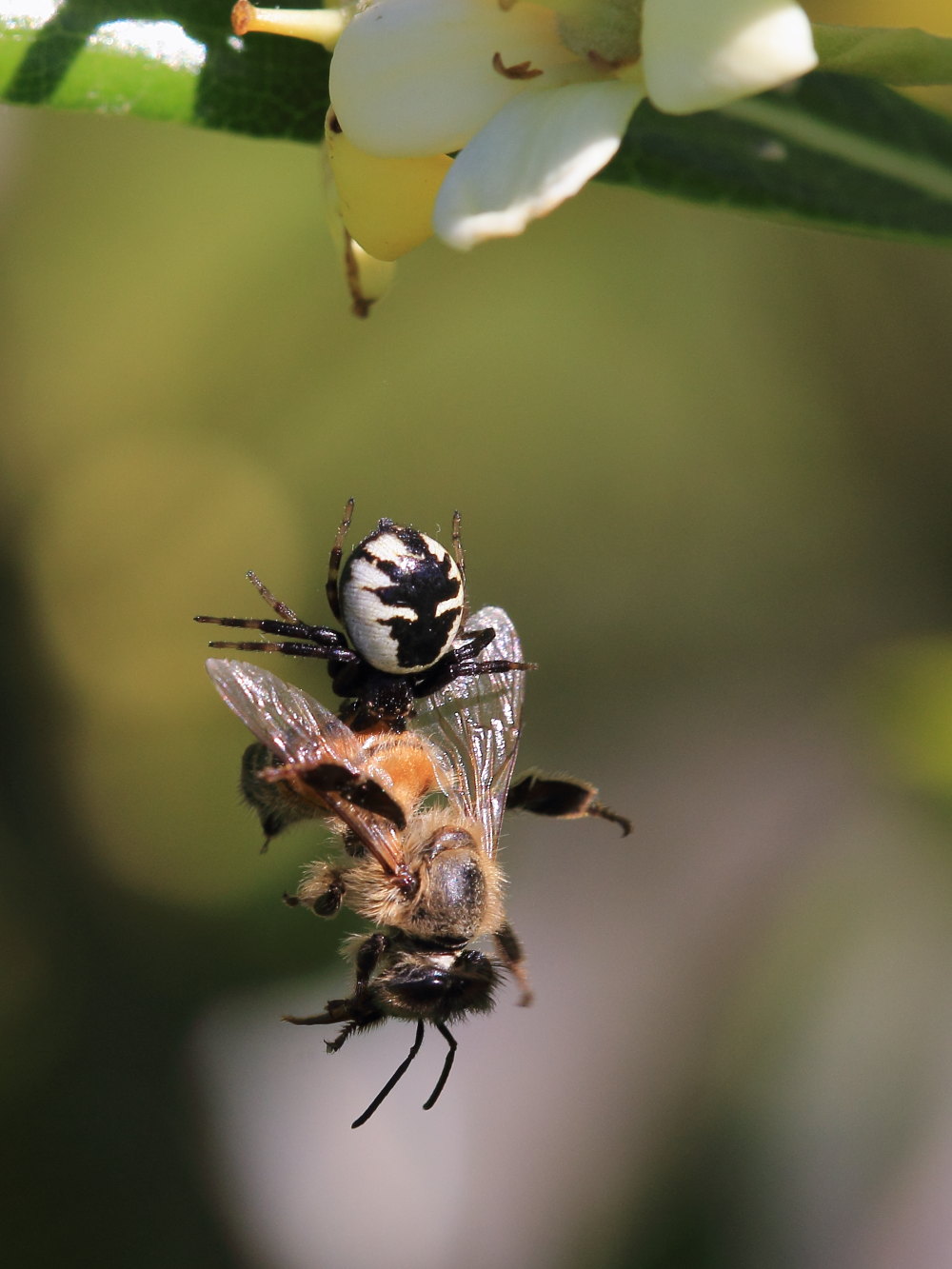 Synema globosum in azione