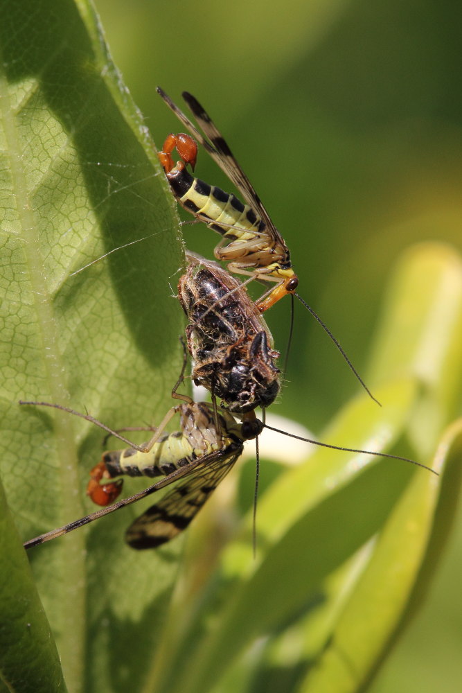 Panorpa gr. cognata, maschi