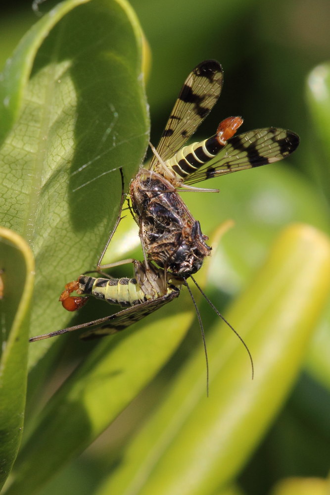 Panorpa gr. cognata, maschi