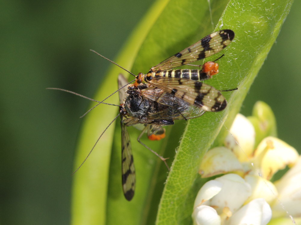 Panorpa gr. cognata, maschi