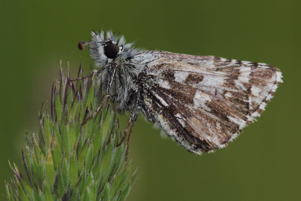 Pyrgus malvoides, Hesperiidae