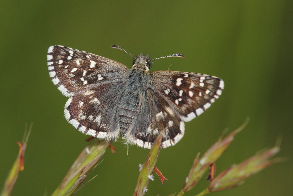 Pyrgus malvoides, Hesperiidae