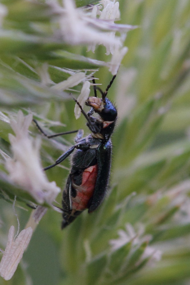 Anthomalachius spinosus? no, Malachius australis