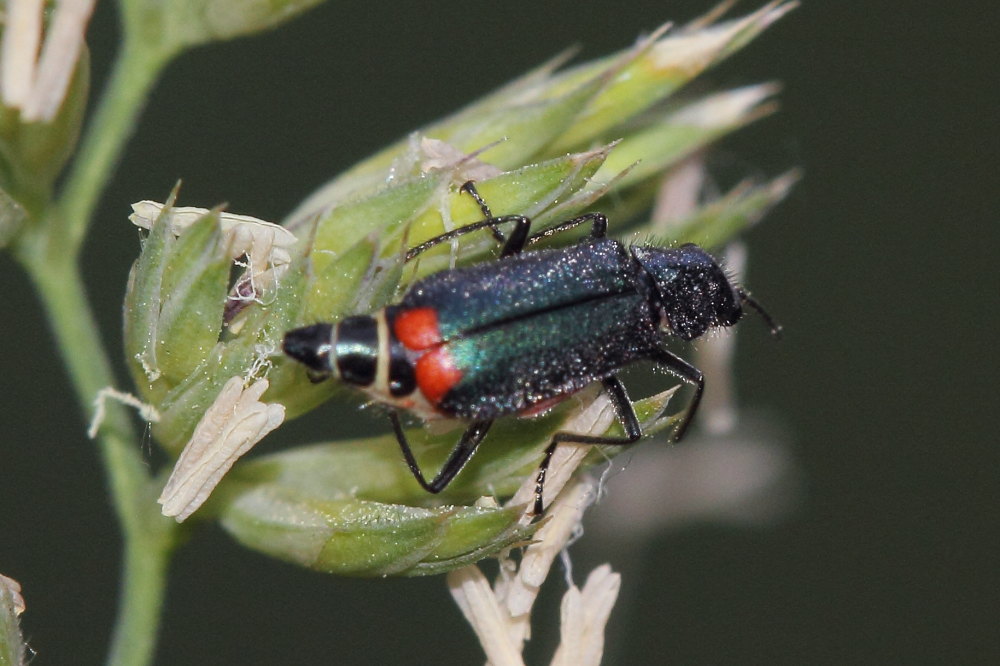 Anthomalachius spinosus? no, Malachius australis