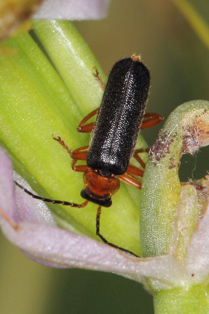 Cantharidae:  Cantharis flavilabris