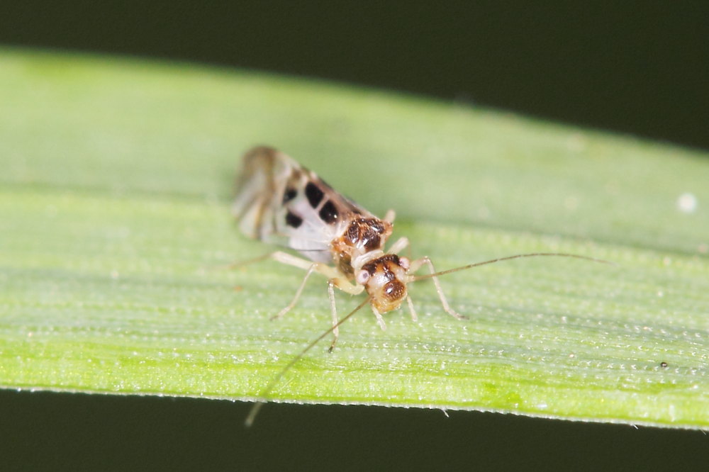 Stenopsocidae: Graphopsocus cruciatus