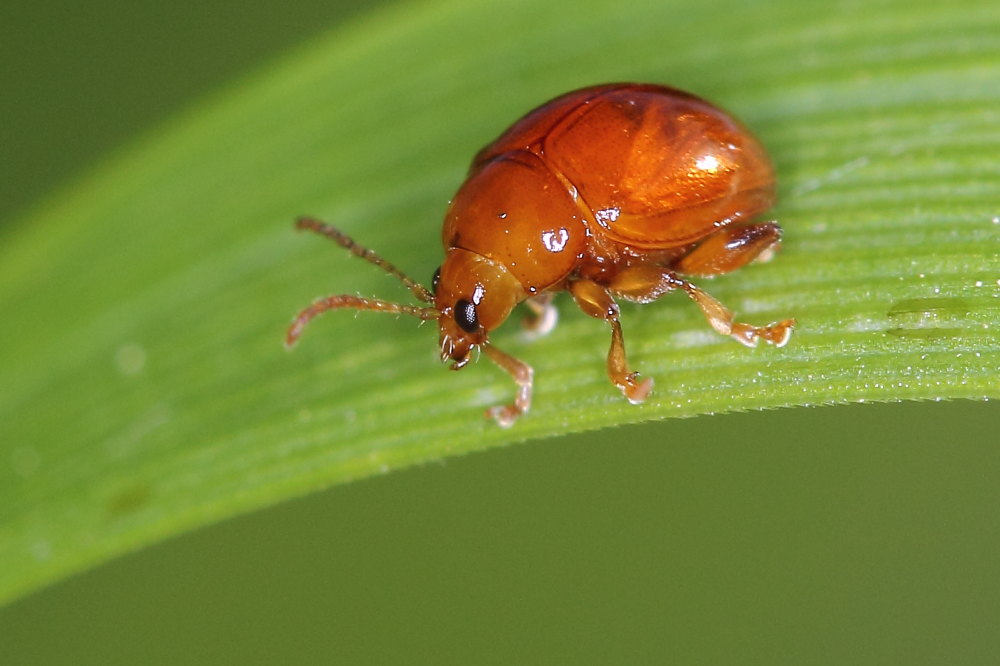 Sphaeroderma sp., Chrysomelidae