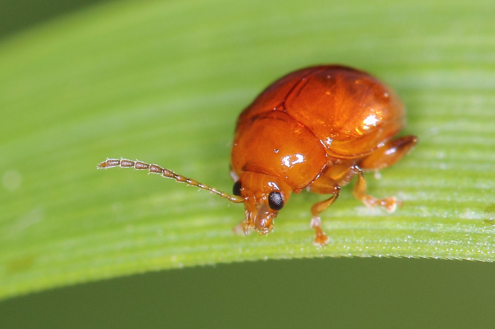 Sphaeroderma sp., Chrysomelidae