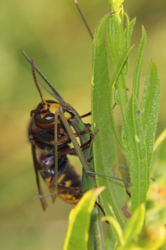 Vespa crabro in azione