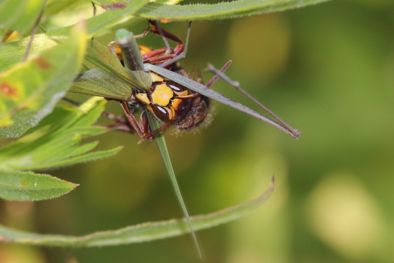 Vespa crabro in azione