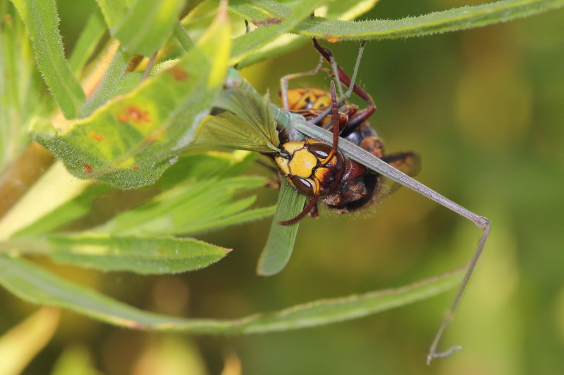 Vespa crabro in azione