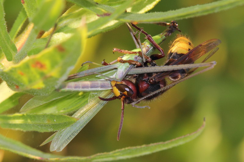 Vespa crabro in azione