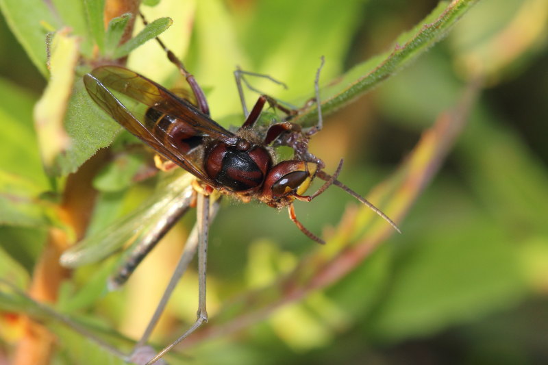 Vespa crabro in azione