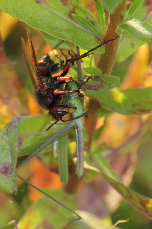 Vespa crabro in azione