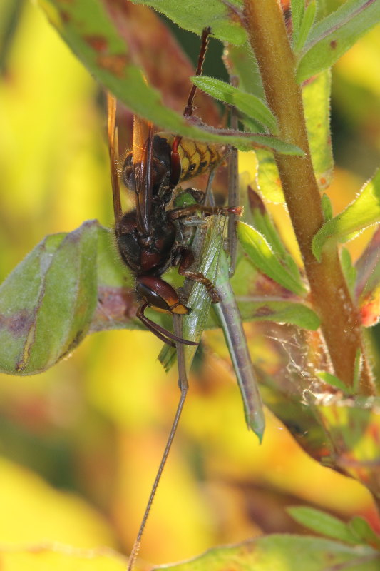 Vespa crabro in azione