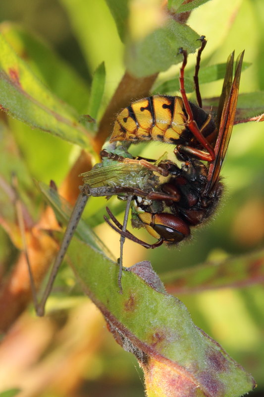 Vespa crabro in azione