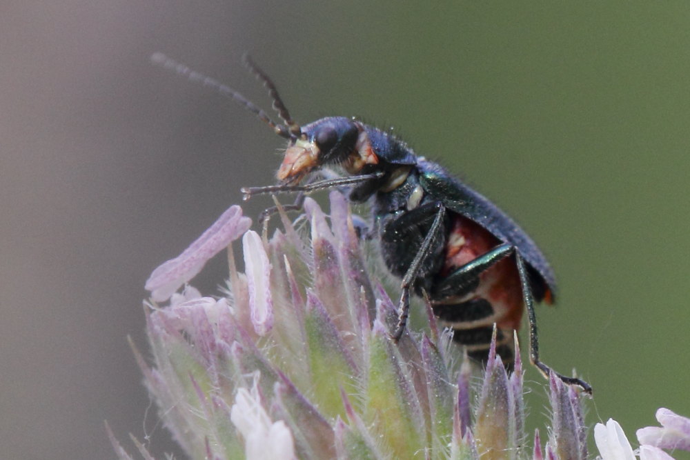 Malachius australis?  S !
