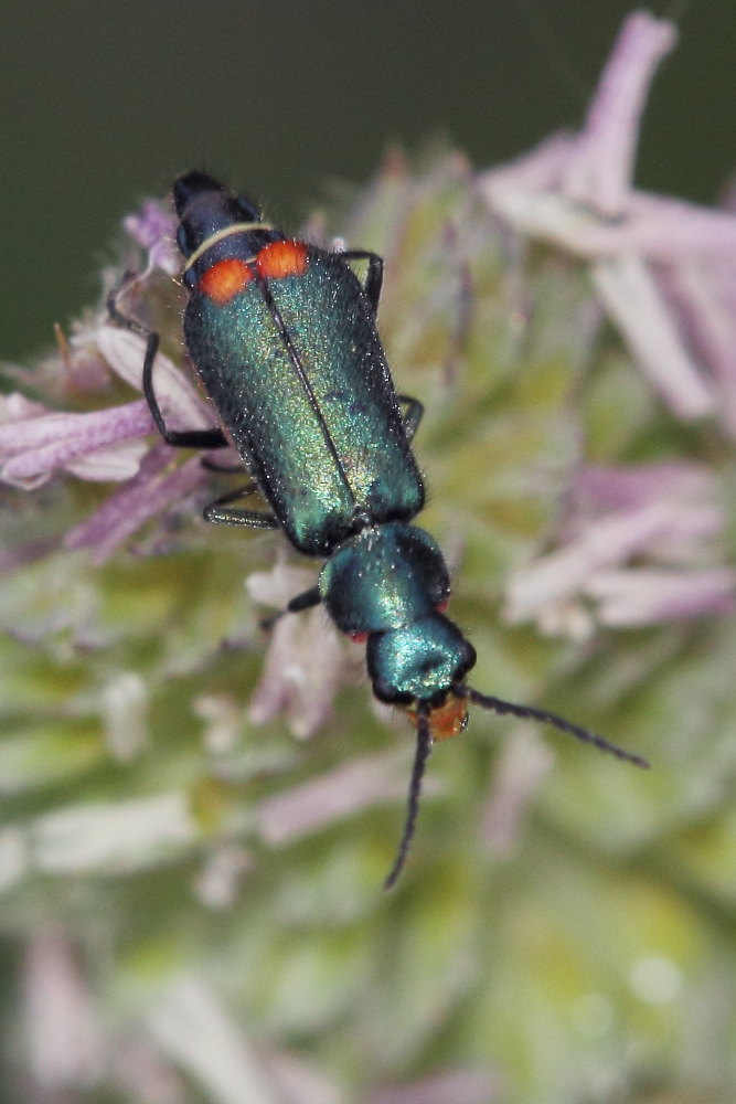 Malachius australis?  S !