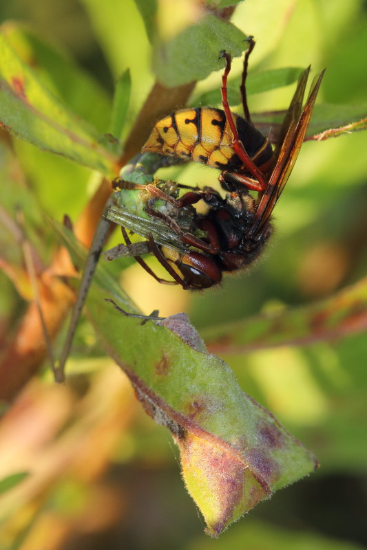 Vespa crabro in azione