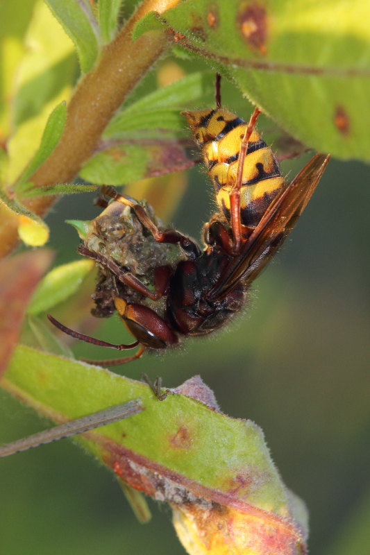 Vespa crabro in azione