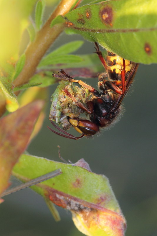 Vespa crabro in azione