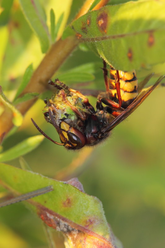 Vespa crabro in azione