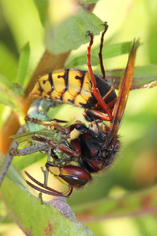 Vespa crabro in azione