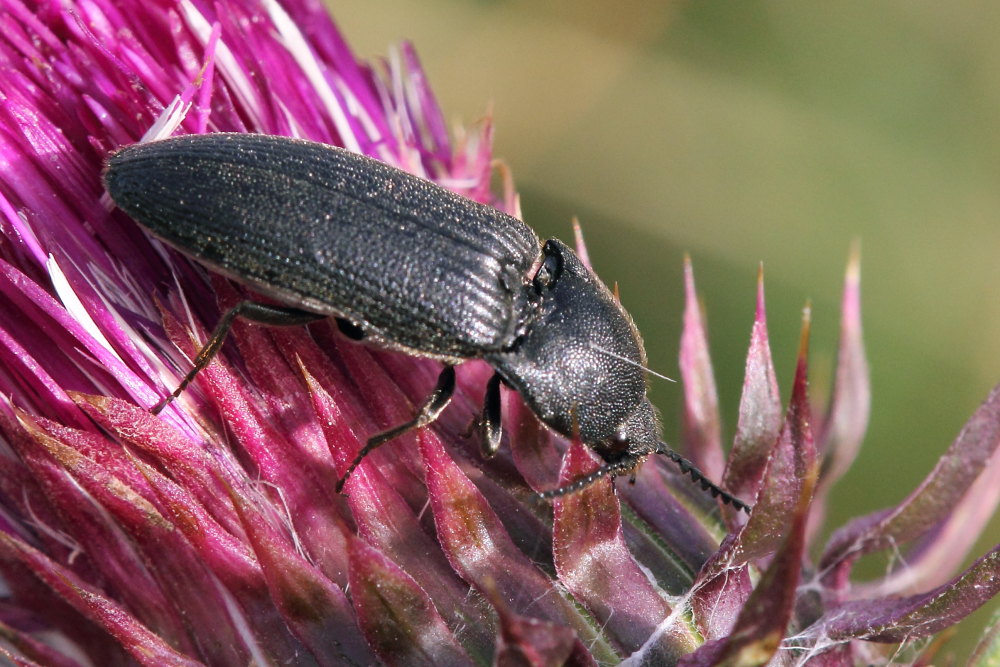 Melanotus sp., Elateridae