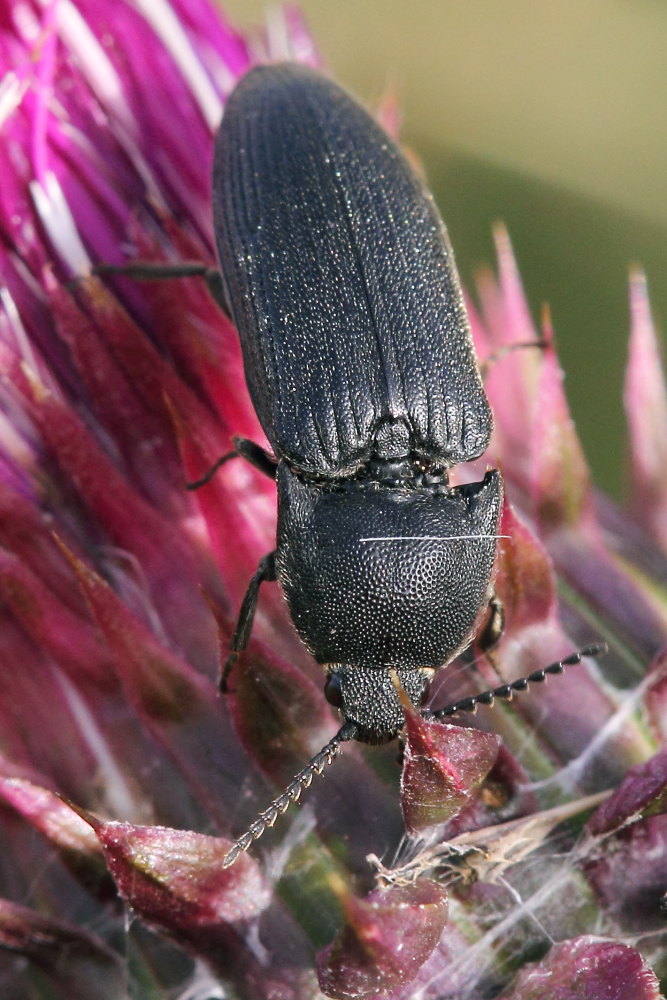 Melanotus sp., Elateridae