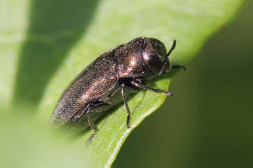 Coraebus elatus, Buprestidae