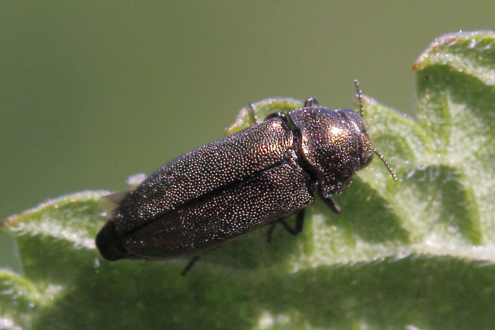 Coraebus elatus, Buprestidae