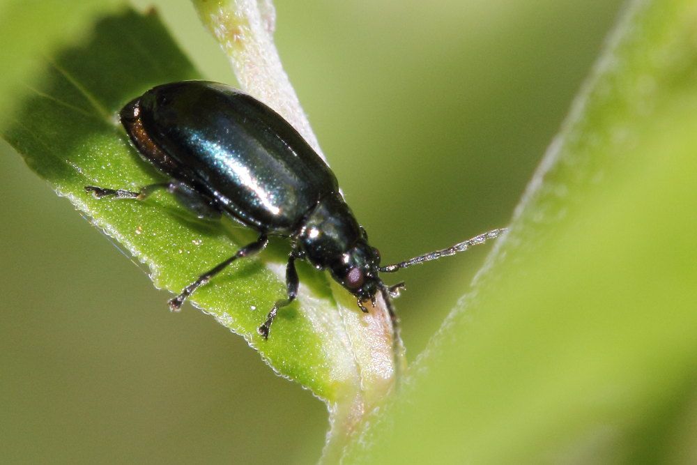 Altica sp., Chrysomelidae