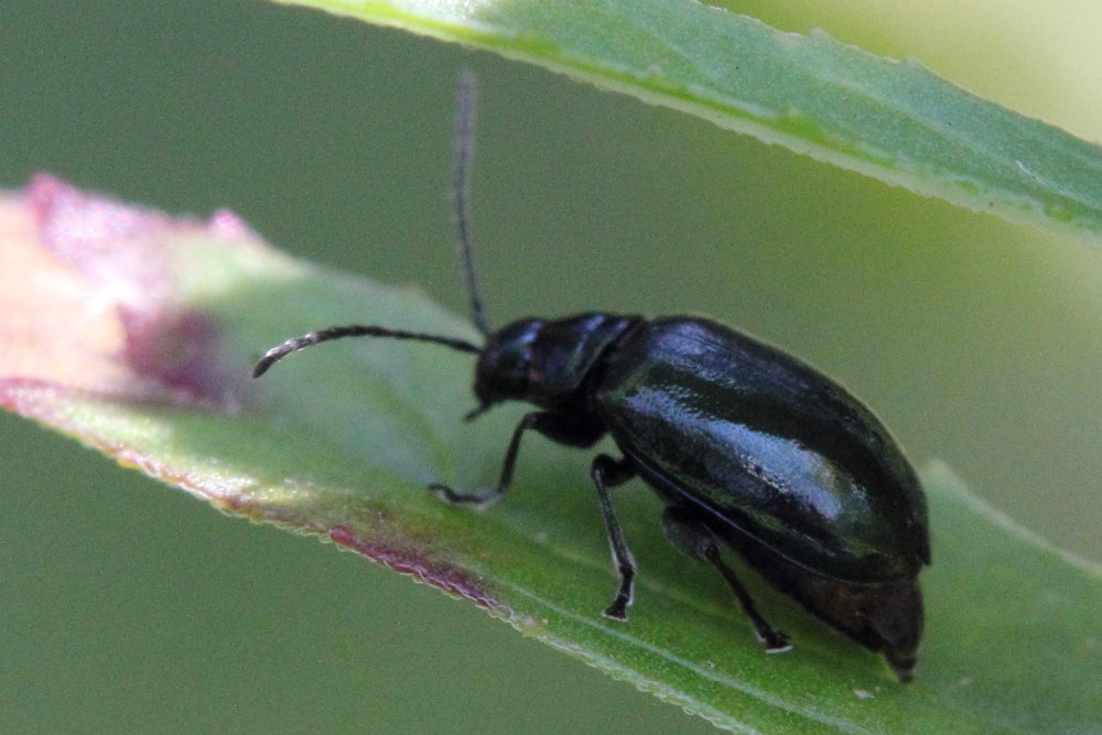 Altica sp., Chrysomelidae