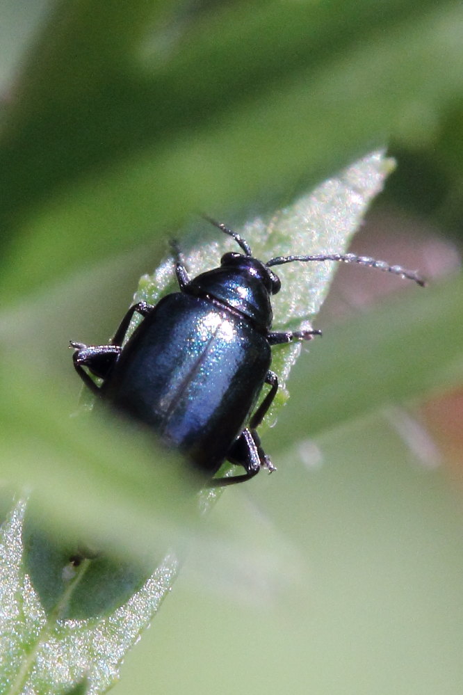 Altica sp., Chrysomelidae