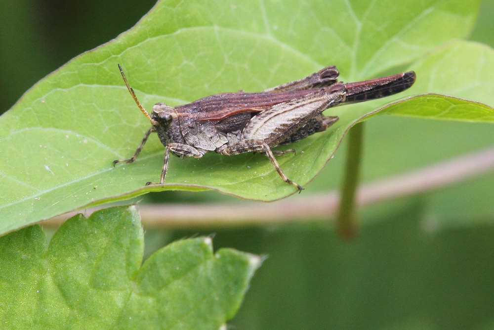 Tetrigidae da identificare
