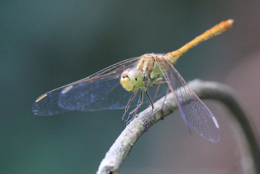 Sympetrum meridionale?