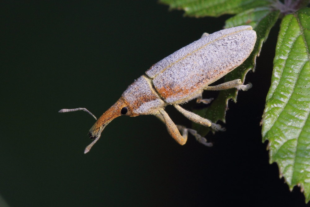 Lixus (Dilixellus) pulverulentus