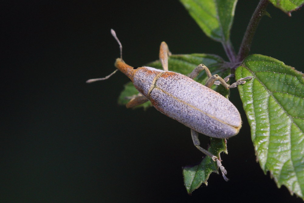 Lixus (Dilixellus) pulverulentus